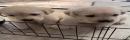 Labrador Retriever dogs for sale: Stunning Labrador/Retriever pups  - Advert 9