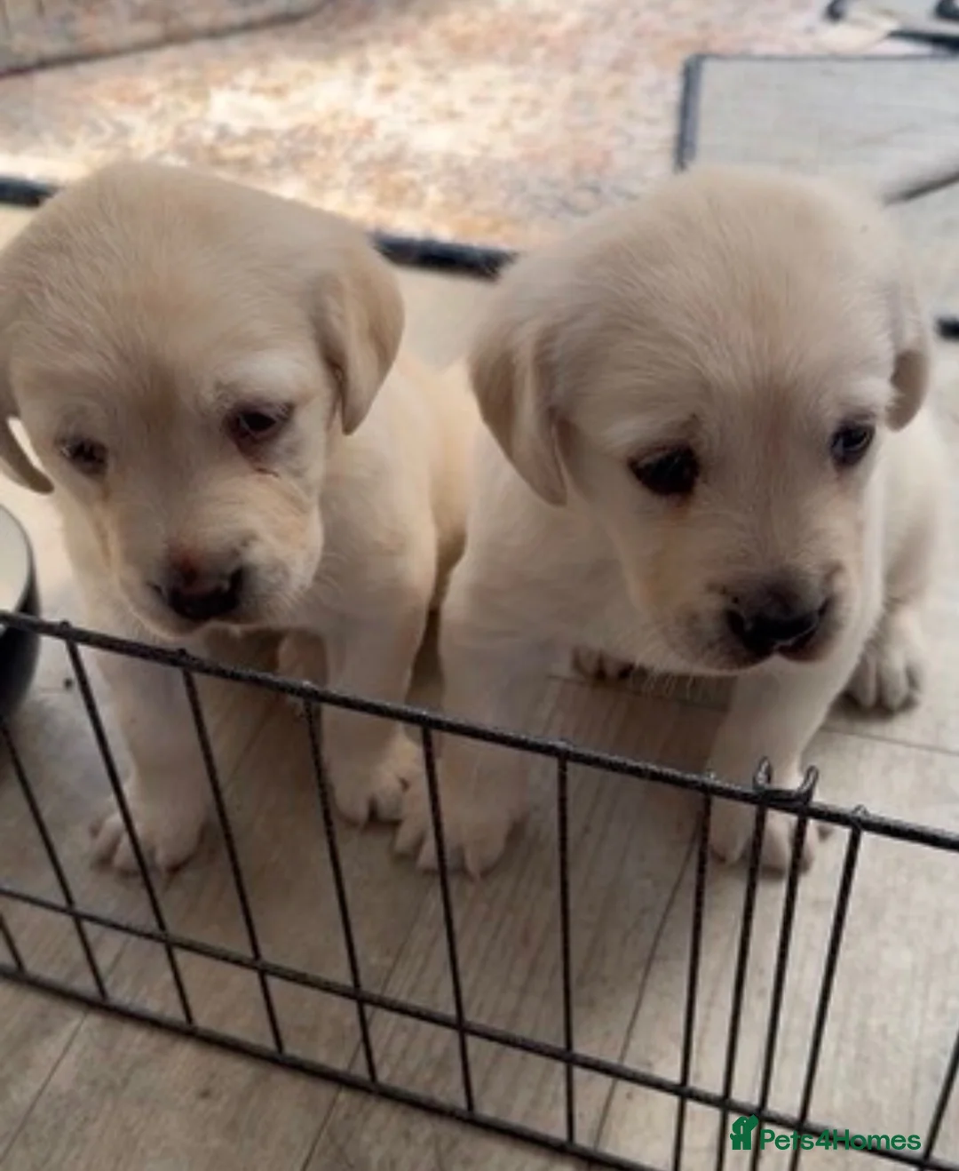 Labrador Retriever dogs for sale: Stunning Labrador/Retriever pups  - Advert 9