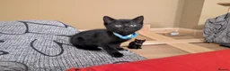 Mixed Breed cats for sale: Kitten  - Advert 10