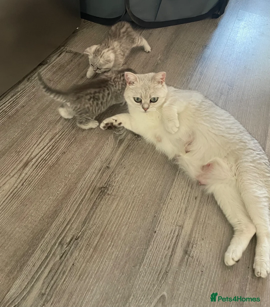 British Shorthair cats for sale: Super cuddly - Advert 6