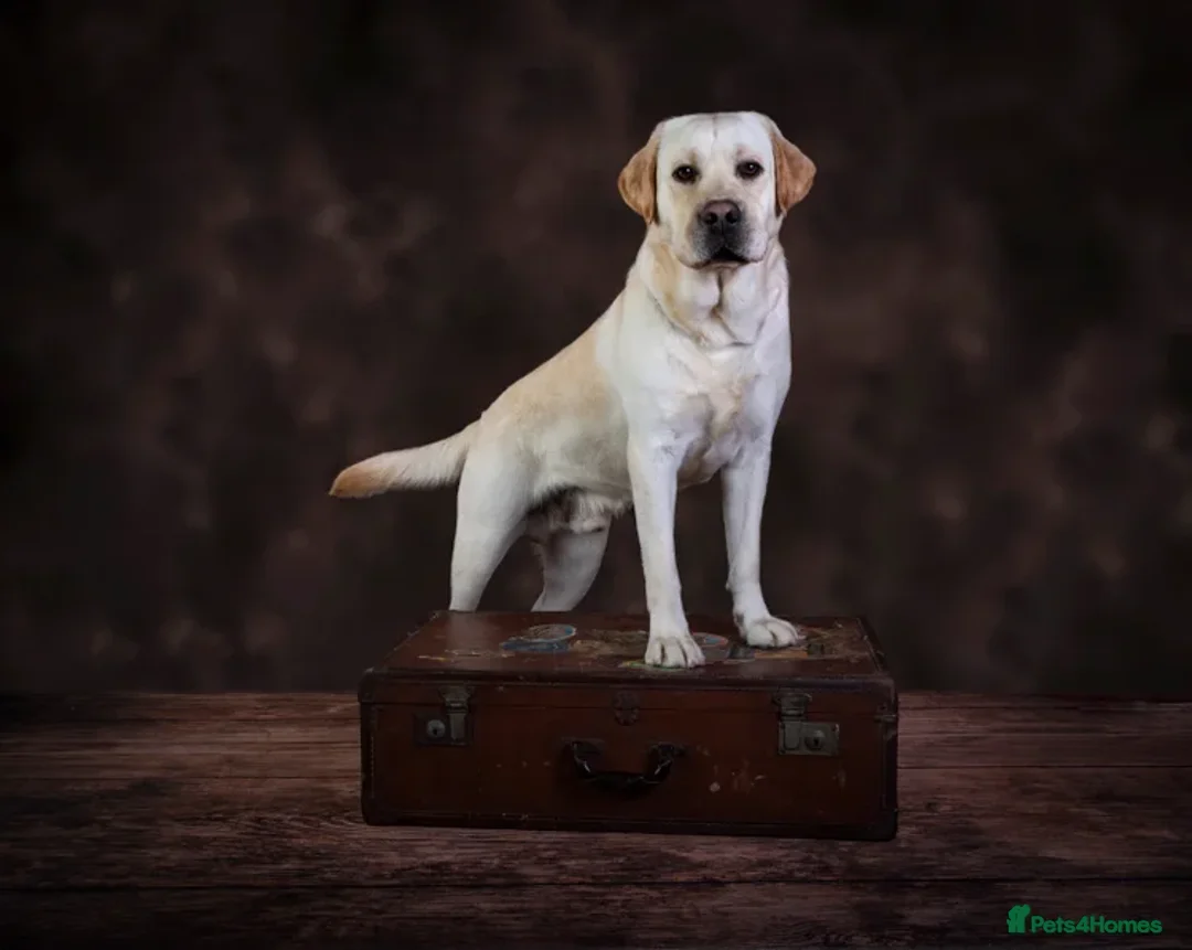 Labrador Retriever dogs for sale: Full Show & Fully health Tested Stud - Advert 1