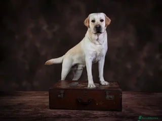 Labrador Retriever dogs Full Show & Fully health Tested Stud - Advert 5