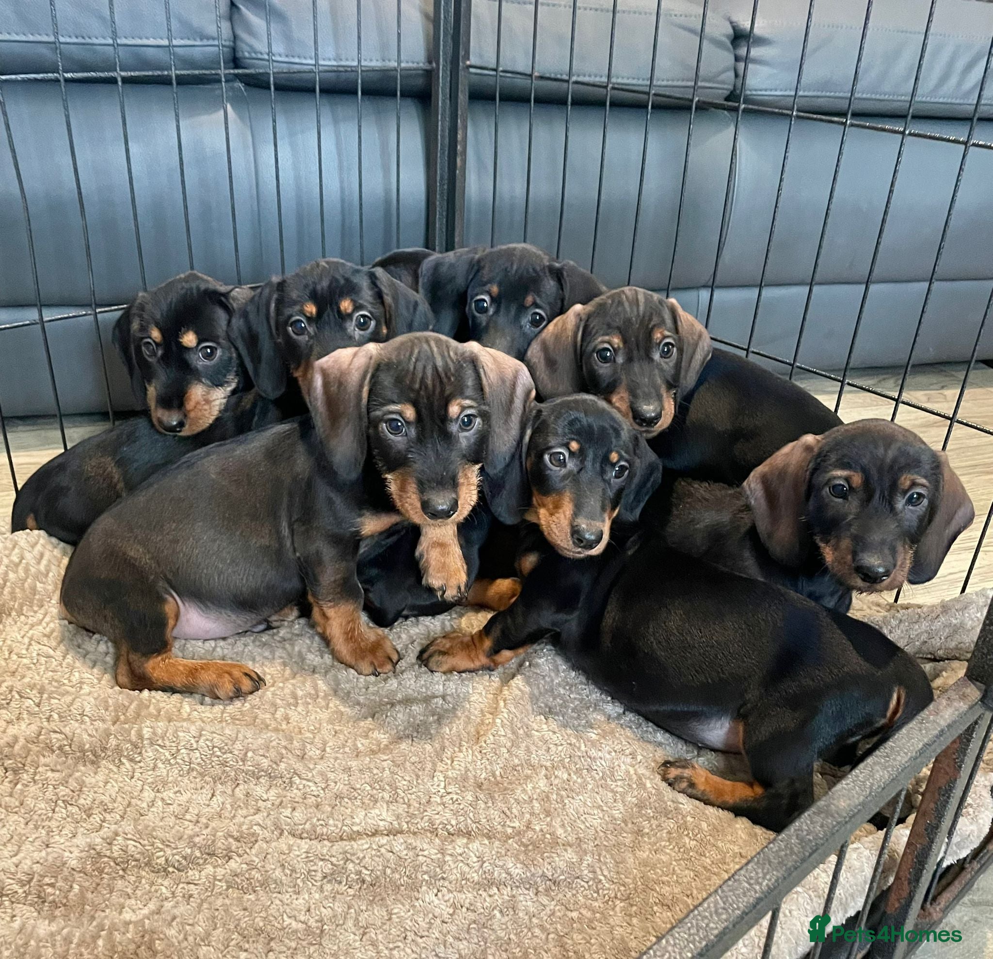 Dachshund dogs Dachshund Puppies Last Boys Ready Now  - Advert 1