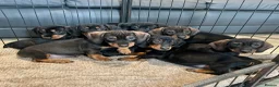 Dachshund dogs for sale: Dachshund Puppies Ready Now  in Norwich - Advert 3