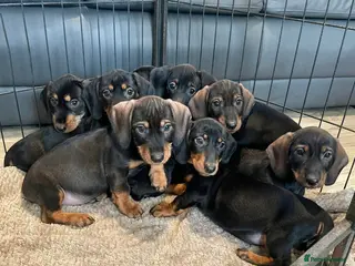Dachshund dogs Dachshund Puppies Last Boys Ready Now - Advert 5