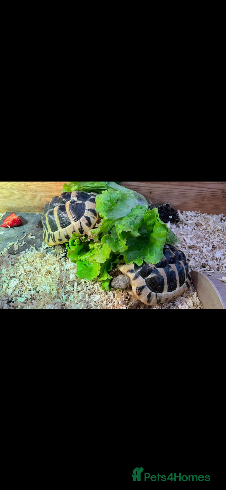 Hermann Tortoise reptiles Two lovely tortoises looking for their next home - Advert 1