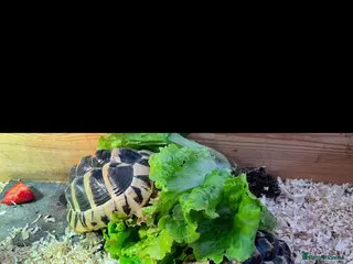 Hermann Tortoise reptiles Two lovely tortoises looking for their next home - Advert 1