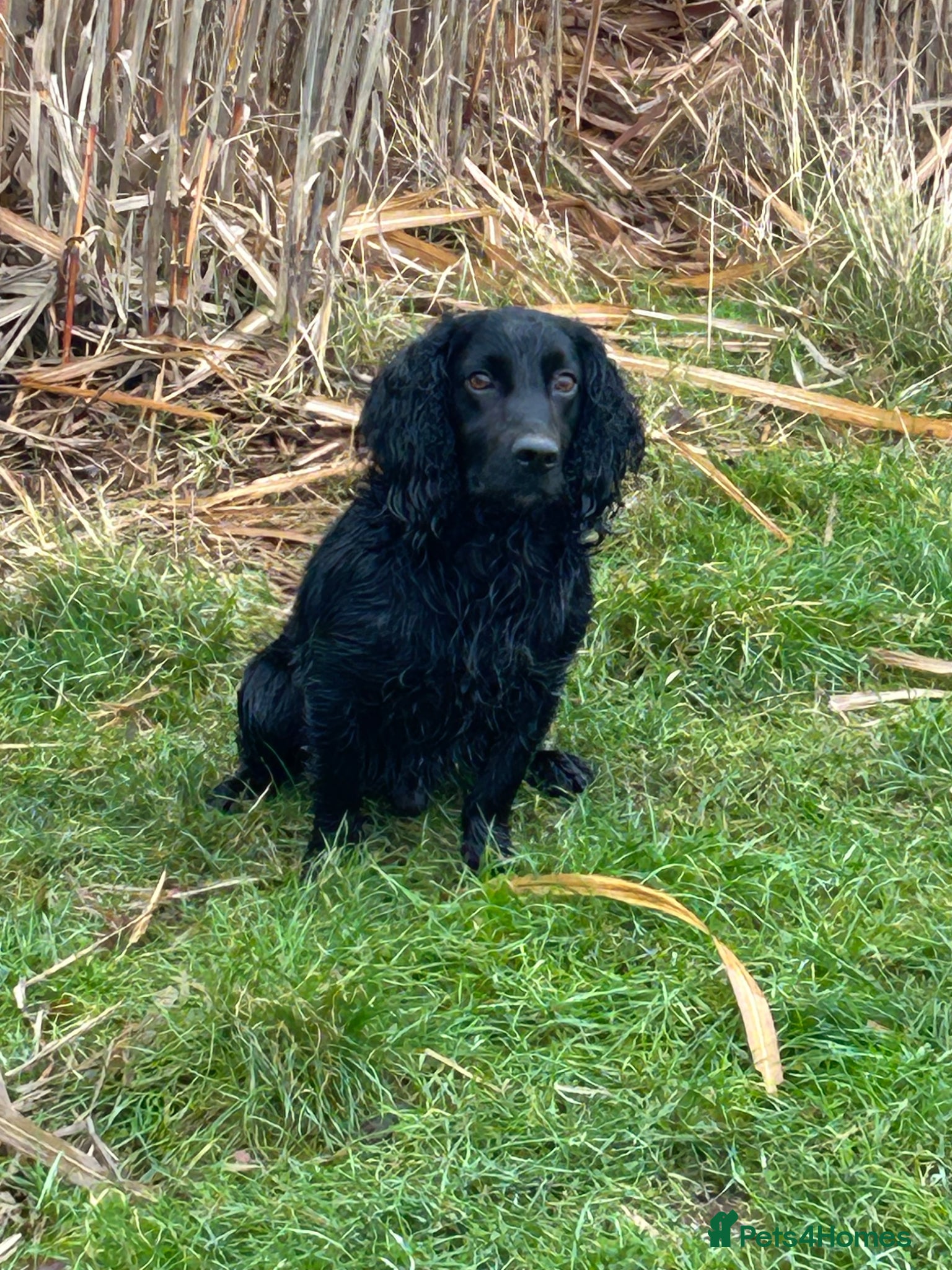 Cocker Spaniel dogs Fully health tested KC black Stud  - Advert 15