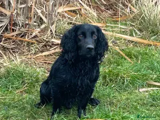 Cocker Spaniel dogs Fully health tested KC black Stud - Advert 15