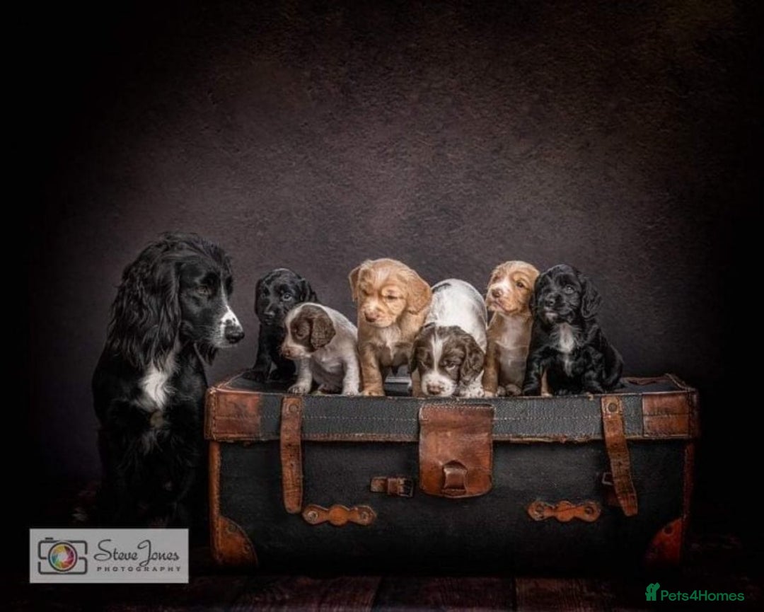 Cocker Spaniel dogs for stud: Champion Bred KC Cocker Spaniel & ALL Health Tests in Cranbrook - Image 19