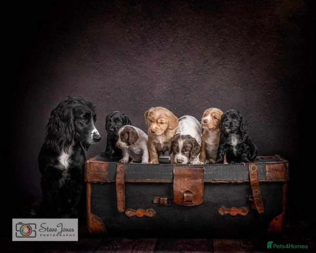 Cocker Spaniel dogs for stud: Champion Bred KC Cocker Spaniel & ALL Health Tests in Cranbrook - Advert 17