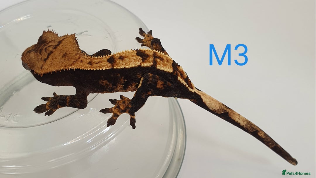 Gecko reptiles for sale: Juvenile Crested Geckos - Image 10