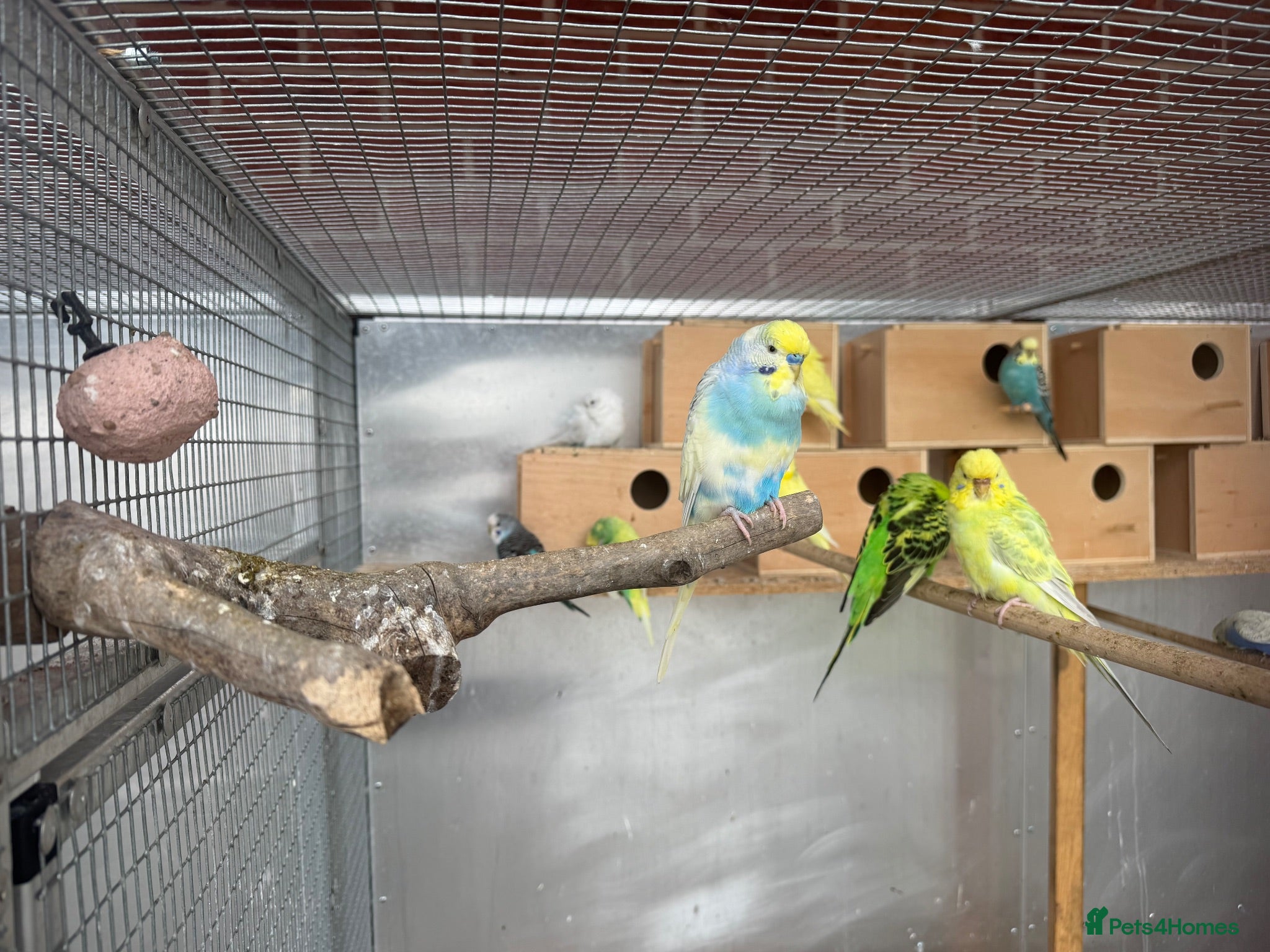 Budgerigars birds Mixed budgies  - Advert 1