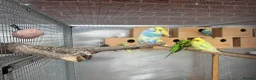 Budgerigars birds for sale: Mixed budgies  - Advert 1