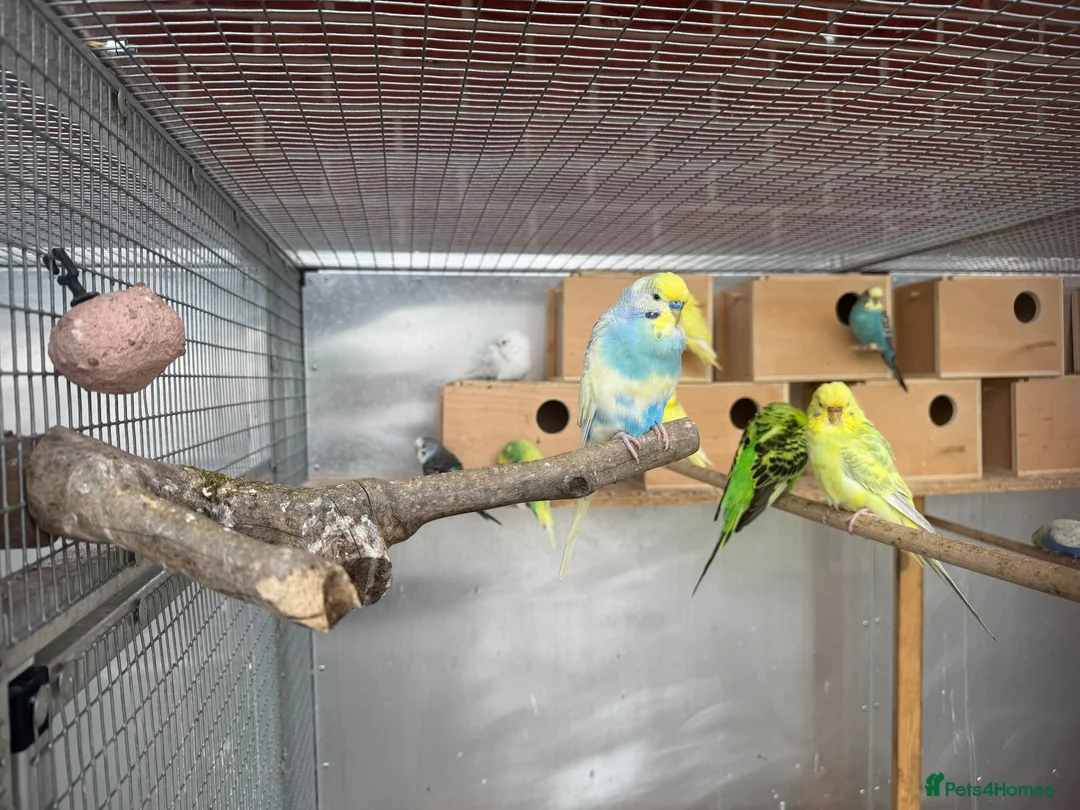 Budgerigars birds for sale: Mixed budgies  - Advert 1