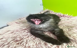 Maine Coon cats for sale: 5 Generation pedigree BLACK SMOKE kittens  - Image 4