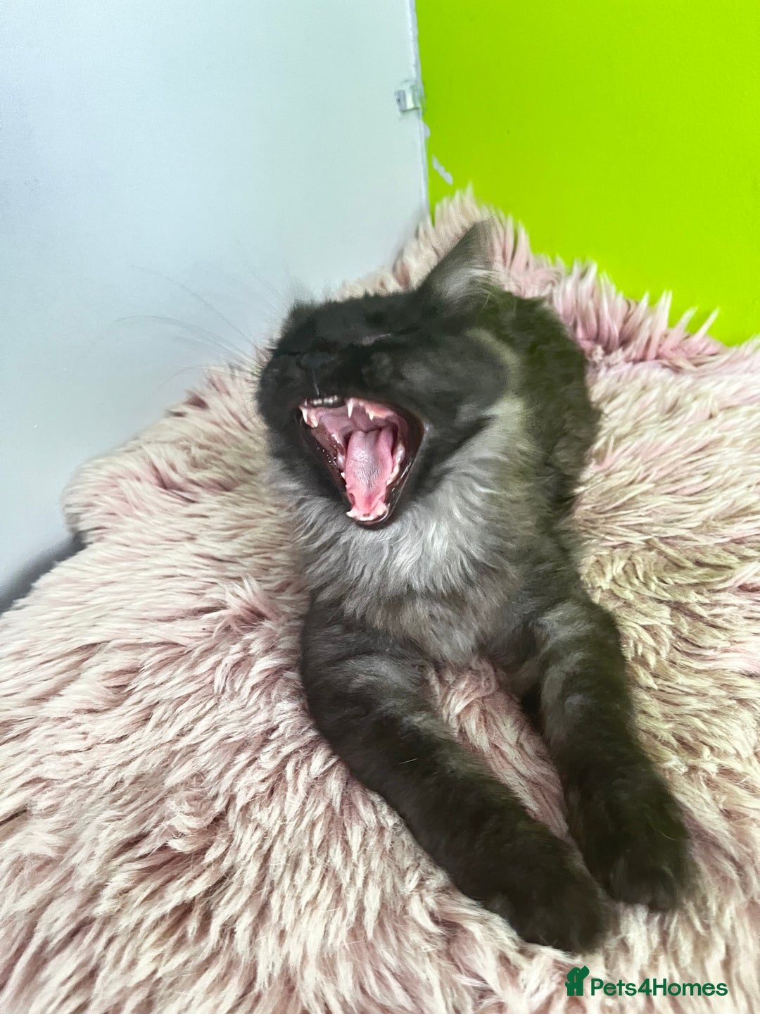 Maine Coon cats for sale: 5 Generation pedigree BLACK SMOKE kittens  - Image 4