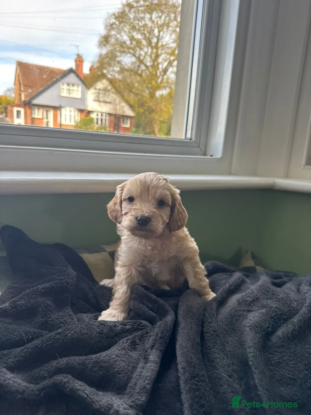 Cocker Spaniel dogs for sale: Cocker Spaniel puppies - Advert 2
