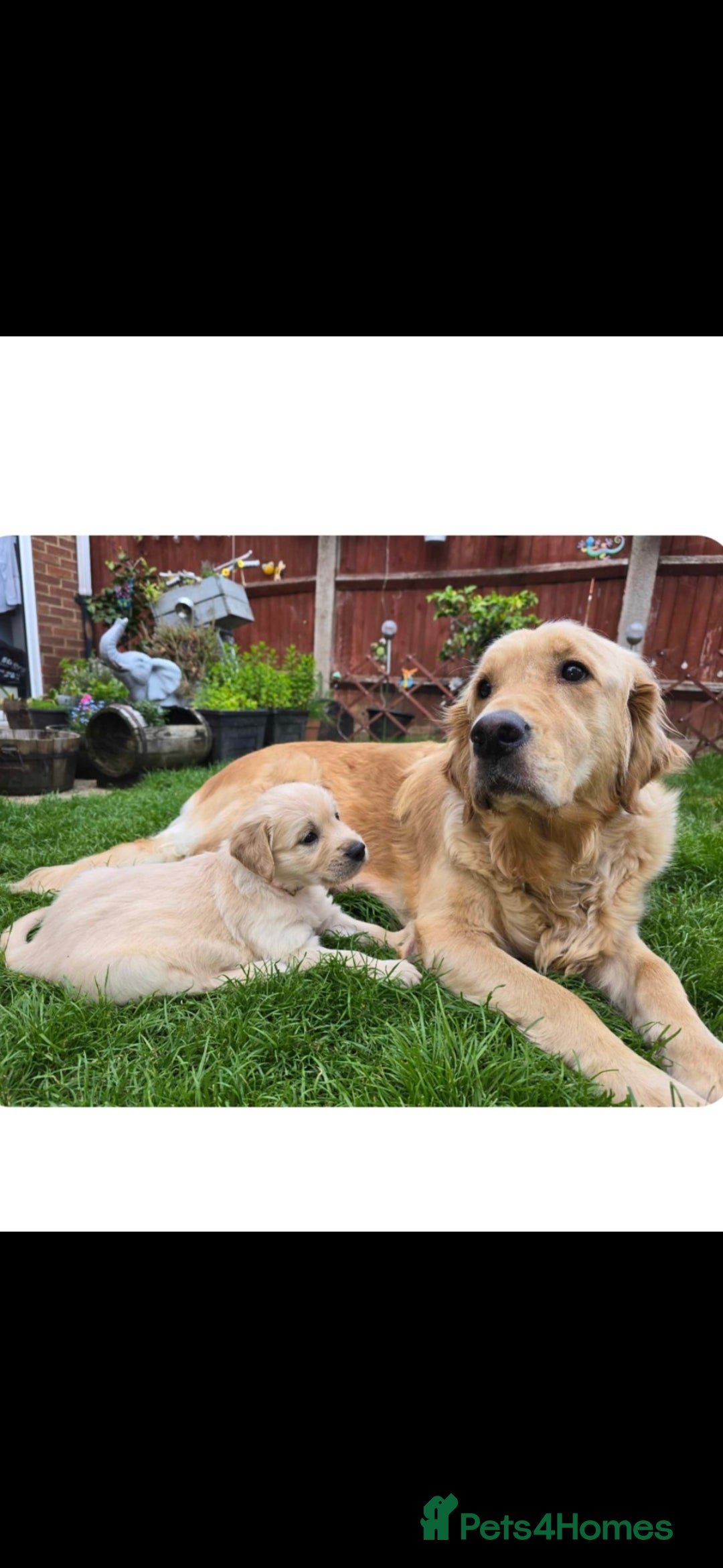 Golden Retriever dogs Adorable Golden Retriever puppies for Sale - Advert 2