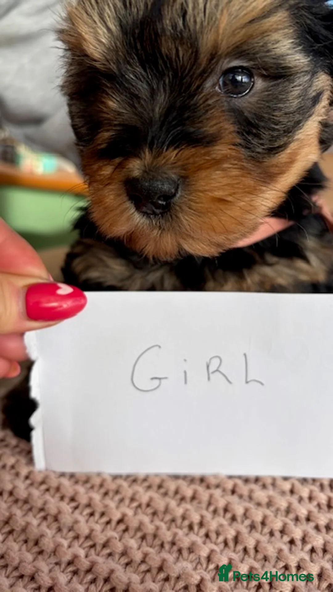 Yorkiepoo dogs for sale: Yorkipoos  - Advert 9