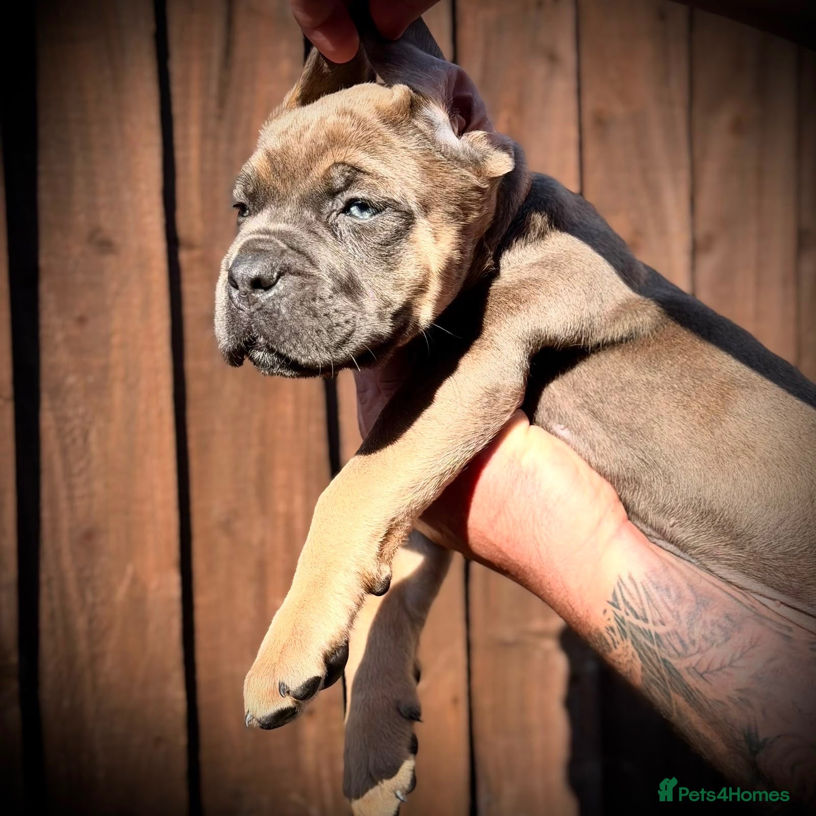 Cane Corso dogs 🐾 LITTER „K” they’re here 🥳 🐾 - Advert 1
