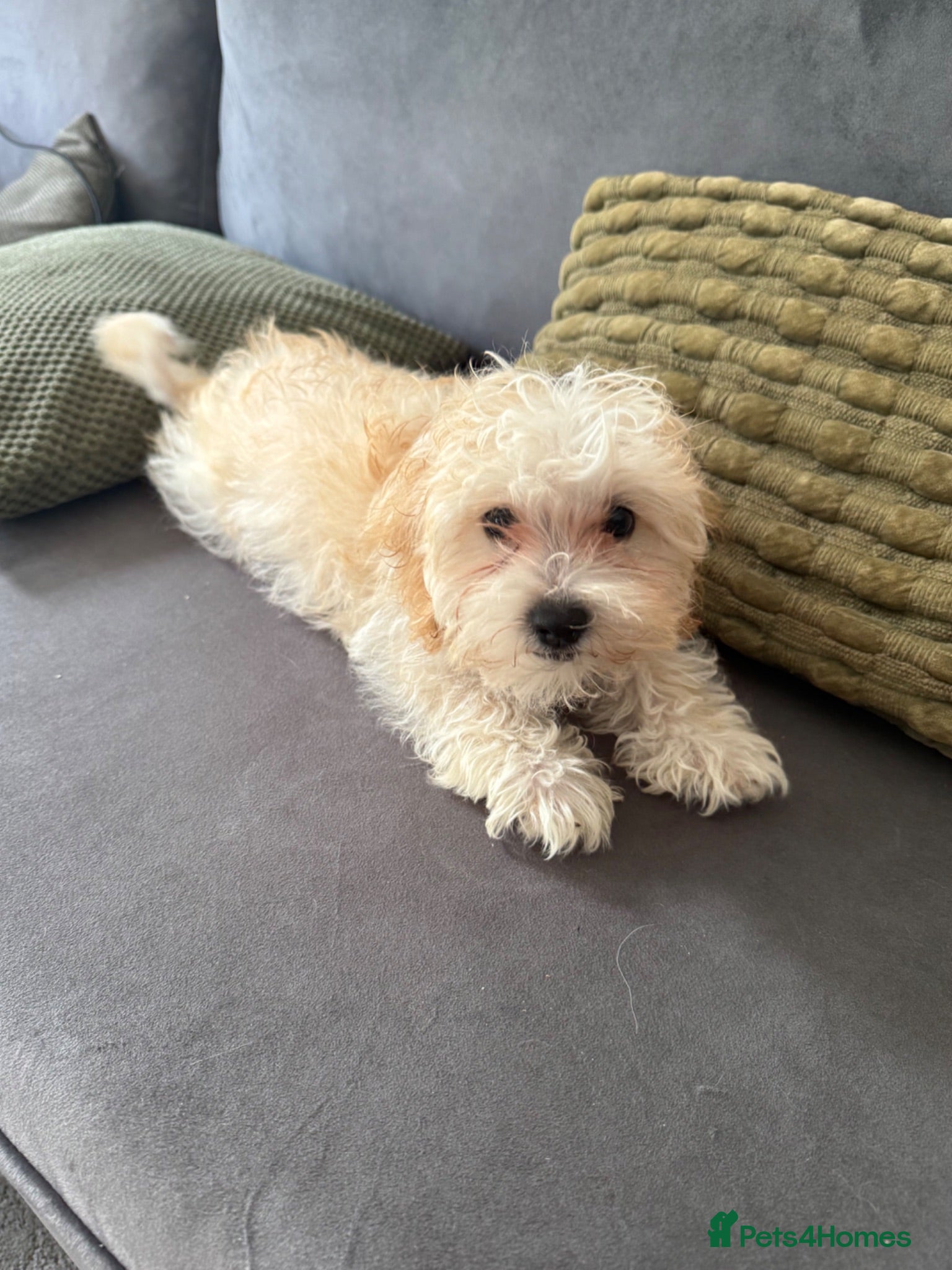 Maltipoo dogs Adorable maltipoo puppies in Huddersfield - Advert 16