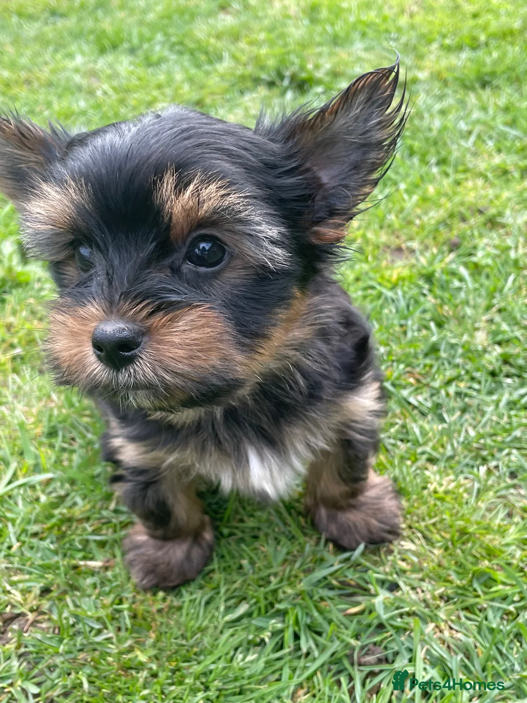 Yorkshire Terrier dogs for sale: York Terrier ,Black Tan - Advert 2