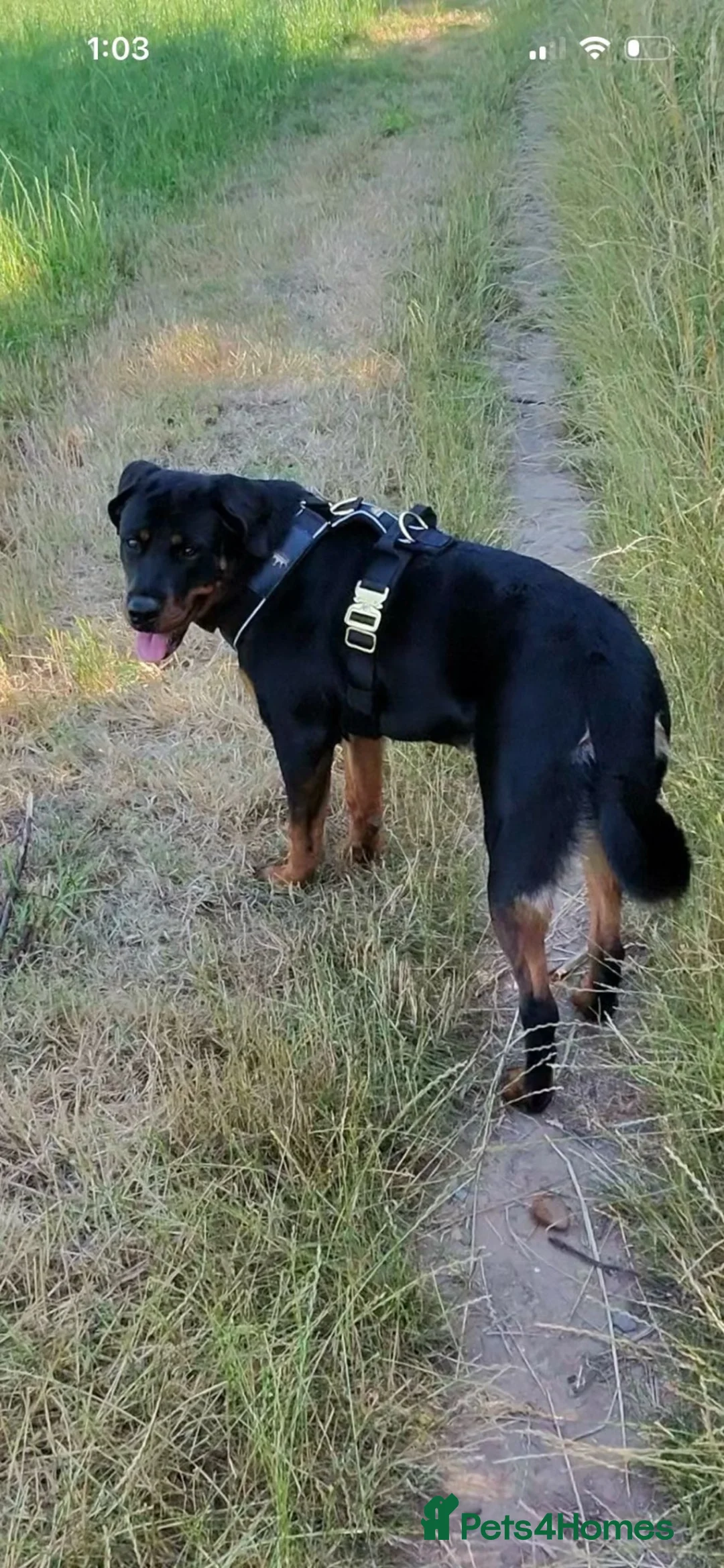 Rottweiler dogs for sale: 10 Month Rottweiler - Female in Leicester - Advert 1