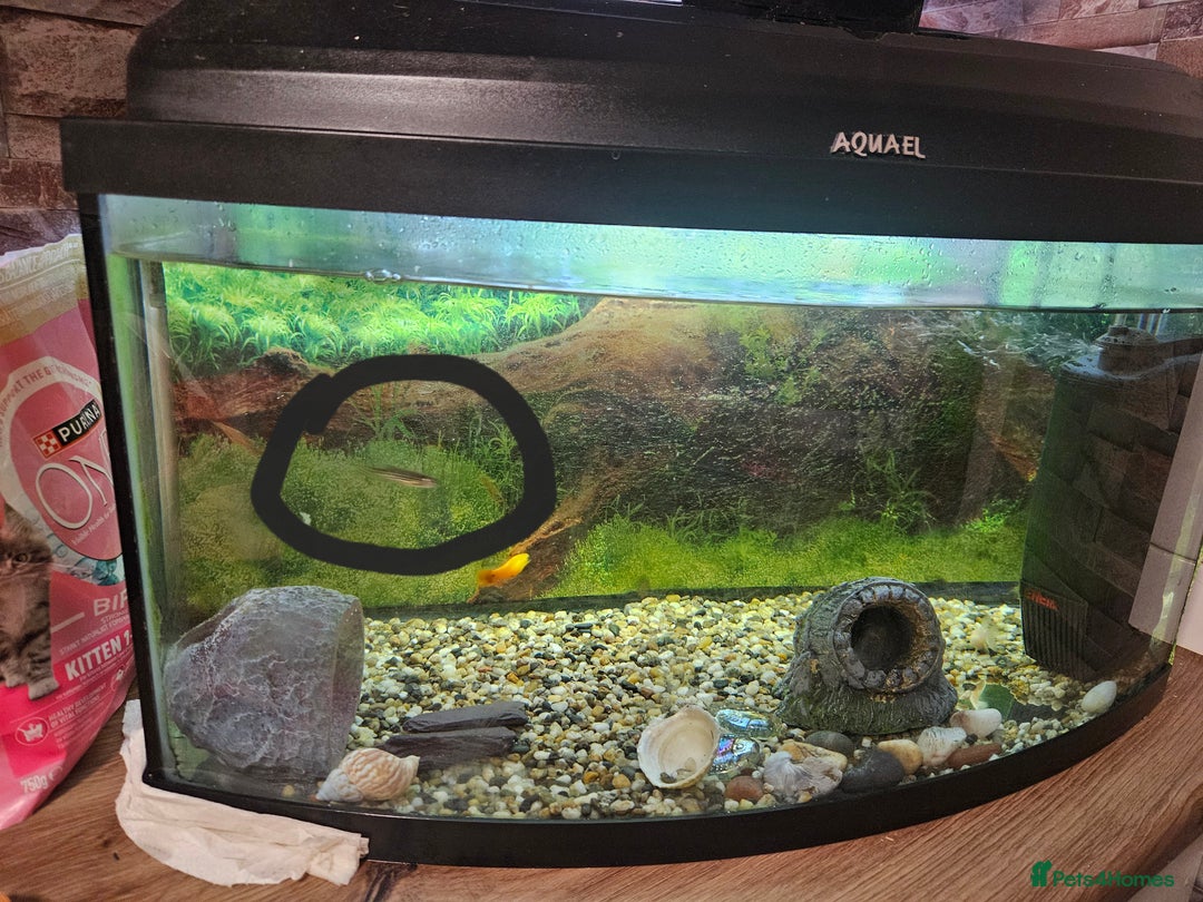 Catfish fish for sale: Fresh water fish - Image 2