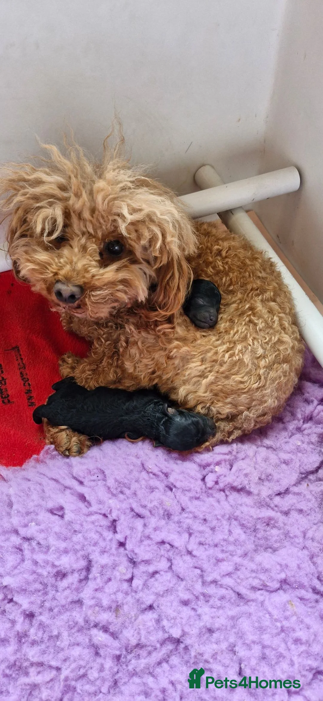 Toy Poodle dogs for sale:  female toy poodle pups. Health tested parents  - Advert 2