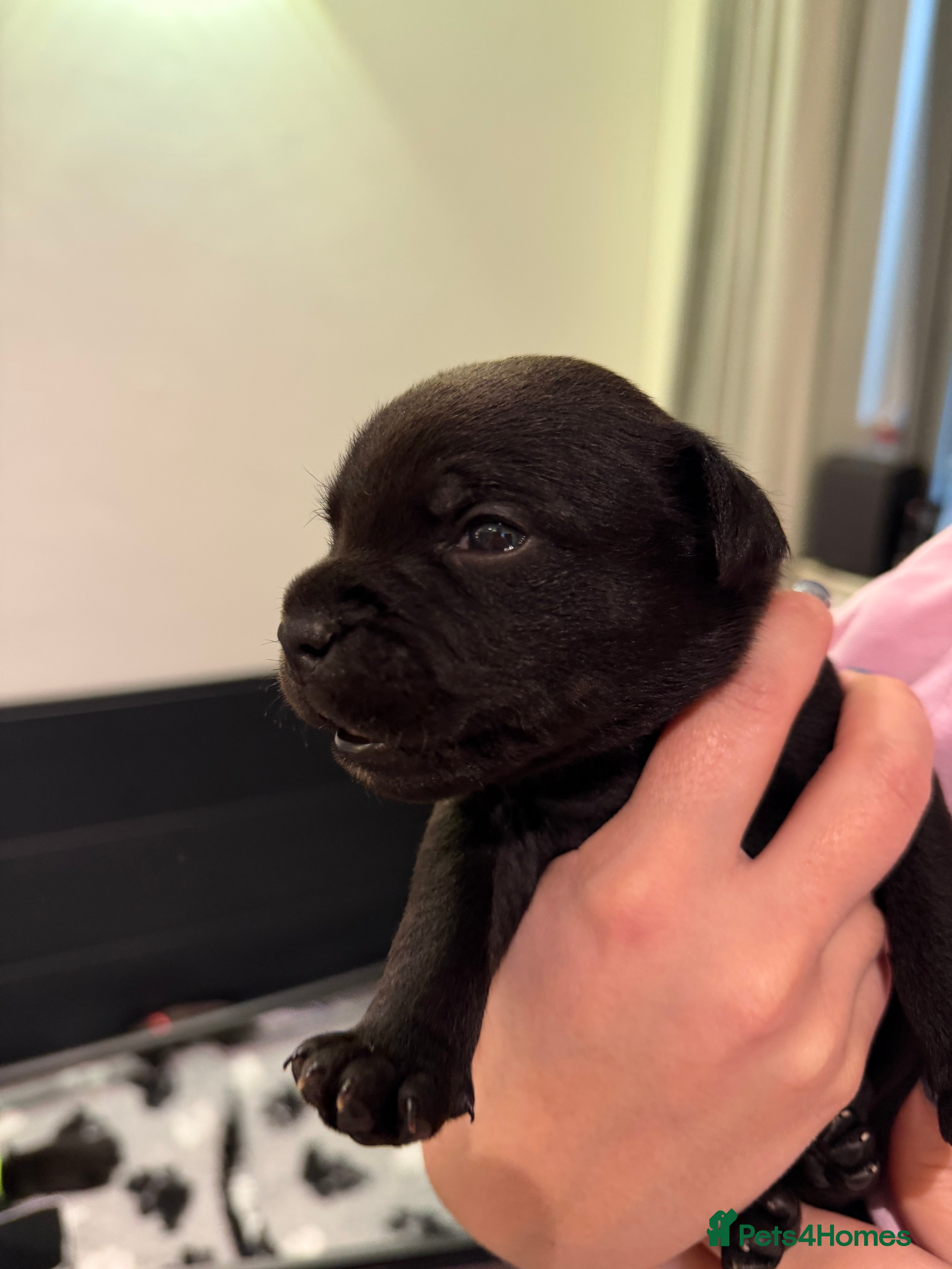 Staffordshire Bull Terrier dogs 🐾Blue & Black Staffordshire bull terrier pups🐾 - Advert 2