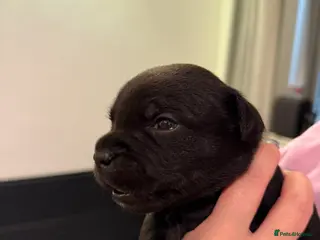 Staffordshire Bull Terrier dogs 🐾Blue & Black Staffordshire bull terrier pups🐾 - Advert 2