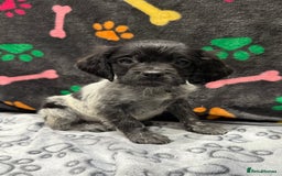 Brittany Spaniel dogs for sale: Britney spaniel  - Image 5