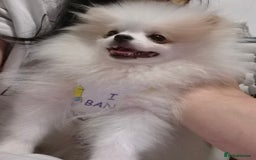 Pomeranian dogs for sale: 💝💝High-quality Korea/Russia Beautiful boys💝💝 - Image 4
