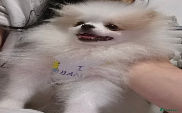 Pomeranian dogs - Advert 3