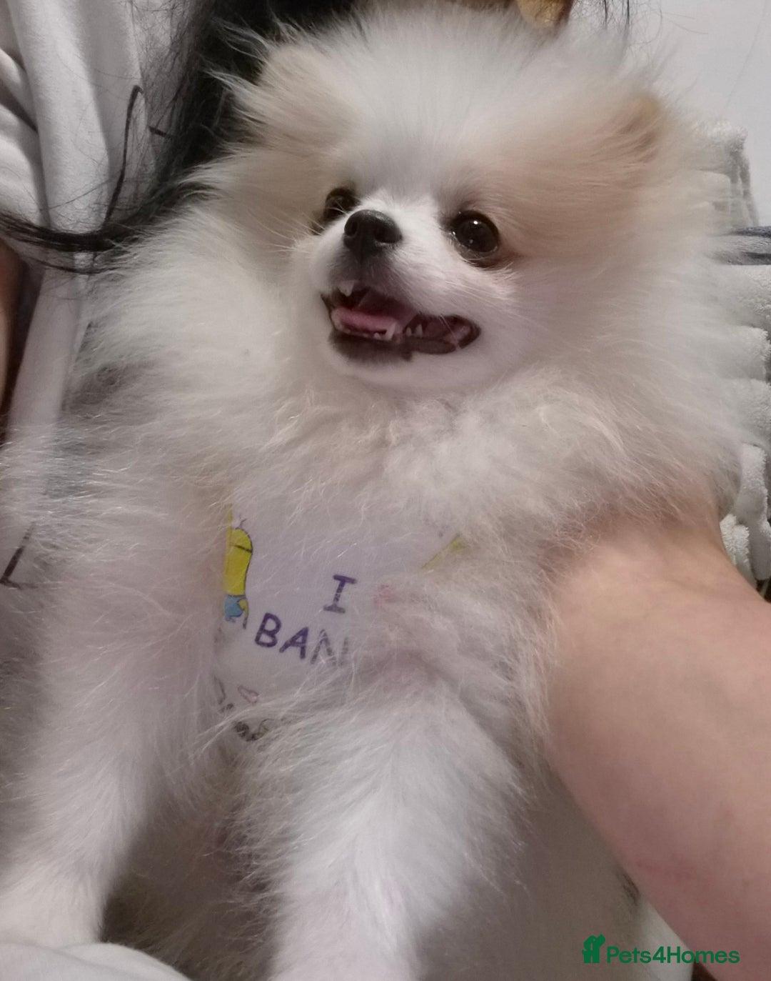Pomeranian dogs for sale: 💝💝High-quality Korea/Russia Beautiful boys💝💝 - Image 4