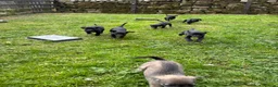 Mixed Breed dogs for sale: Bedlington whippet pups  in Harrogate - Advert 2