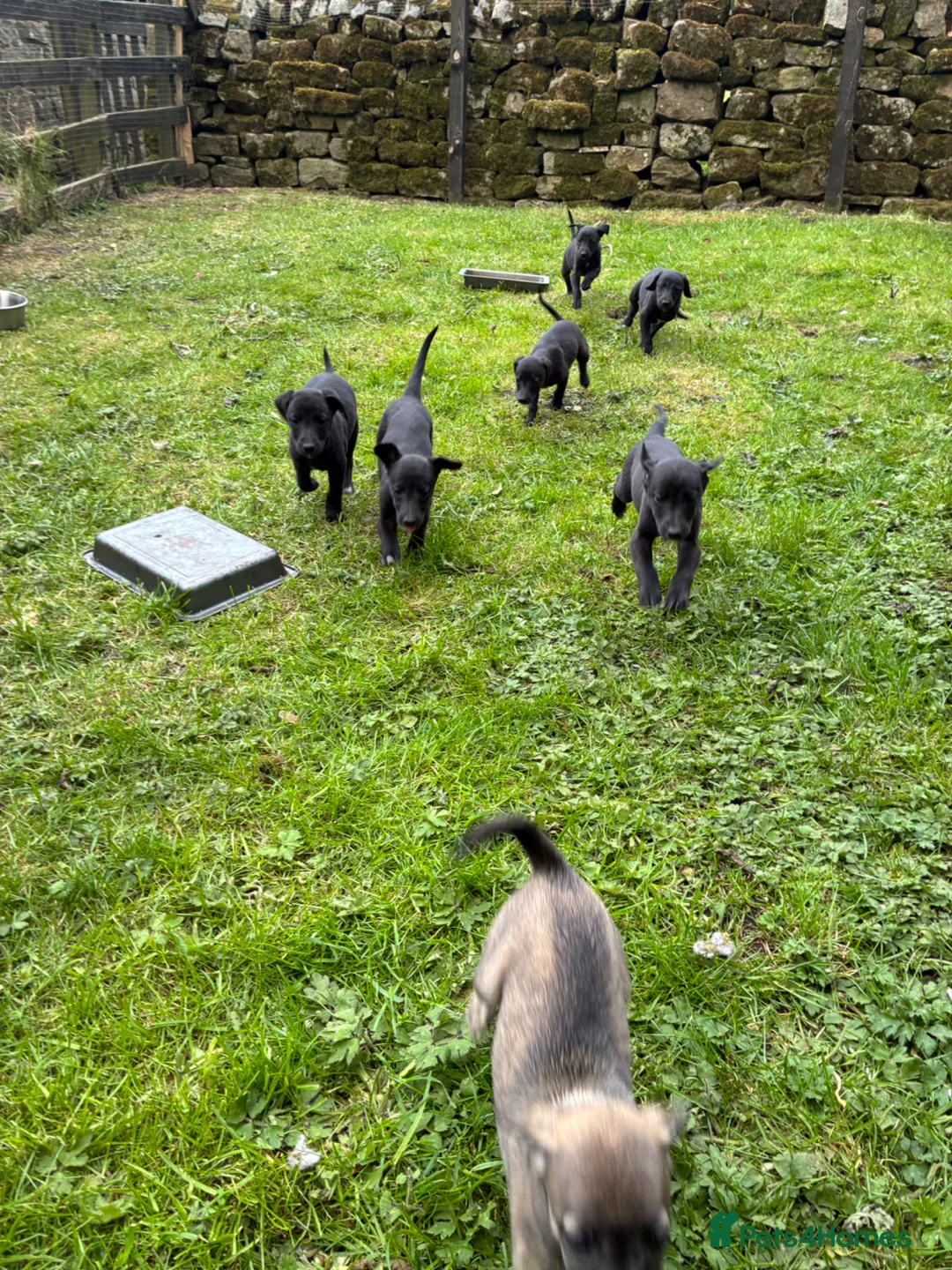 Mixed Breed dogs for sale: Bedlington whippet pups  in Harrogate - Advert 2