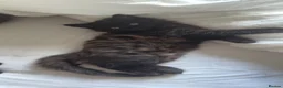 Mixed Breed cats for sale: 3 playful male kittens looking for forever home!  in North Shields - Advert 6