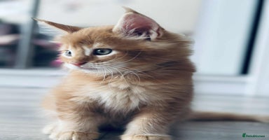 Maine Coon cats - Advert 4