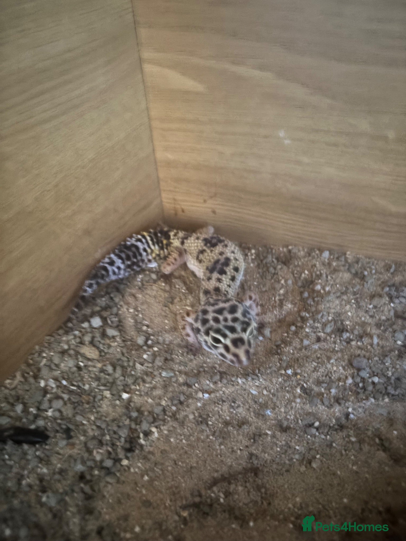 Leopard Gecko reptiles leopard gecko for sale £75 - Advert 1