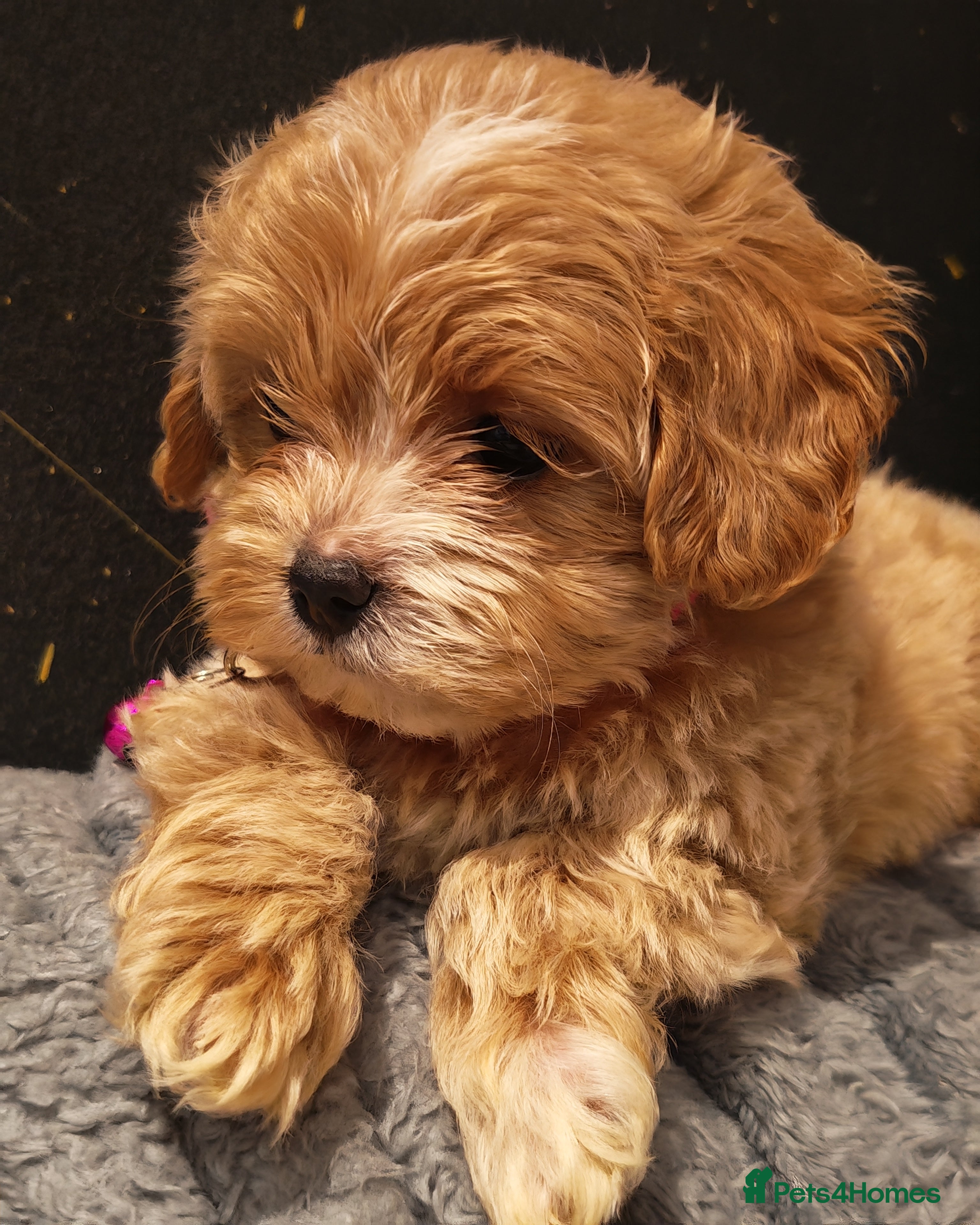 Maltipoo dogs Miniature Maltipoo Ready to Go - Advert 10