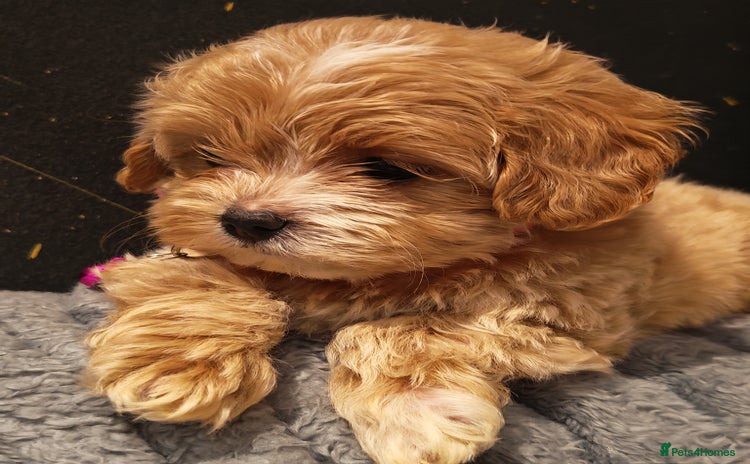 Maltipoo dogs - Advert 14