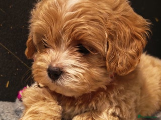 Maltipoo dogs Miniature Maltipoo Ready to Go - Advert 16