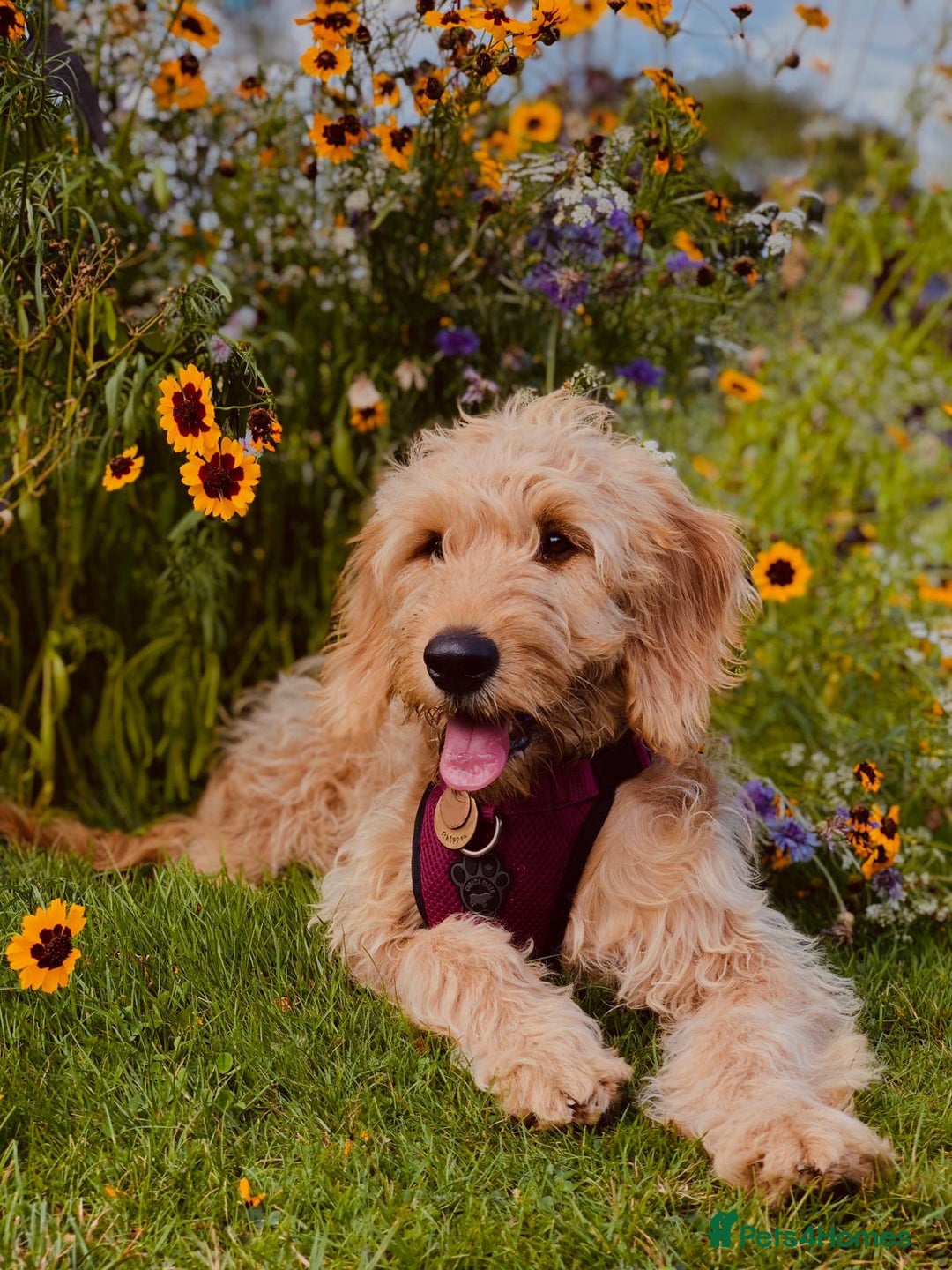 Mini Goldendoodle dogs for sale: F1 Mini's via Licensed Breeder & Police K9 Trainer - Advert 16