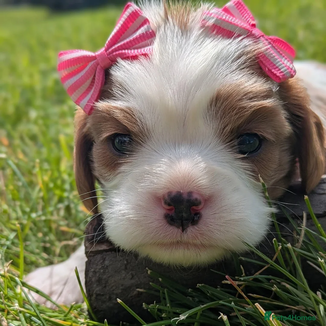 Cavalier King Charles Spaniel dogs for sale: Working Cavalier Spaniel Puppies  in Glasgow - Advert 2