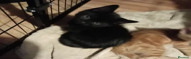 All black male 