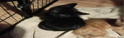 Mixed Breed cats for sale: Fluffy kittens ready 10th May  - Advert 5
