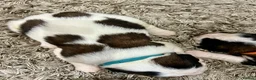 Saint Bernard dogs for sale: Beautiful KC registered show quality Puppies.  - Advert 23