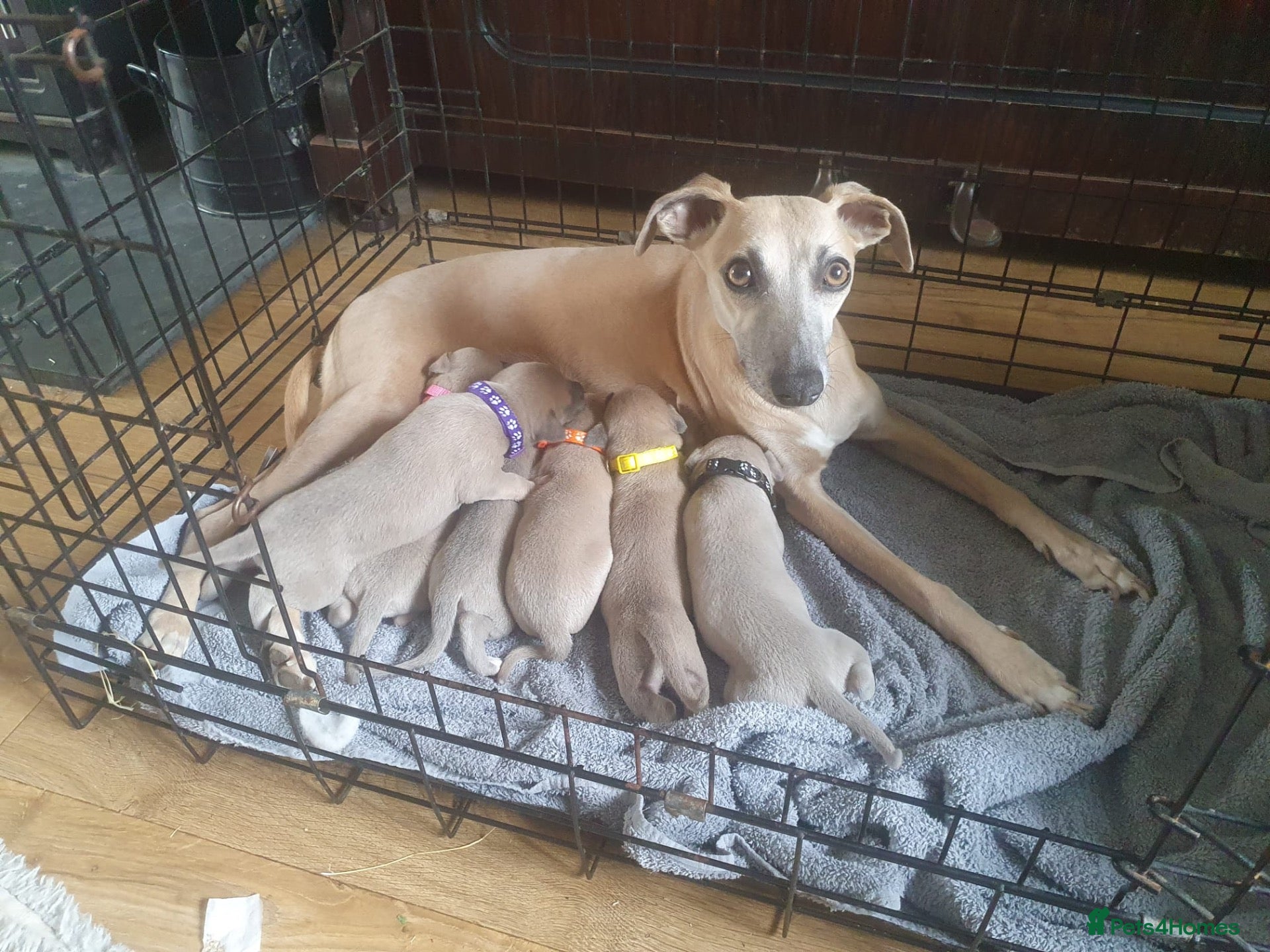 Whippet dogs Blue fawn whippets  - Advert 18